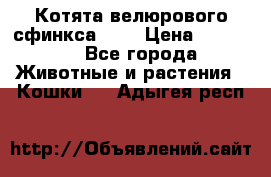 Котята велюрового сфинкса. .. › Цена ­ 15 000 - Все города Животные и растения » Кошки   . Адыгея респ.